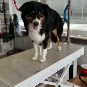 Bild von Hundefriseur Schlappohr München Schwabing