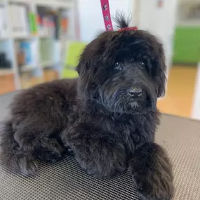 Bild von Hundefriseur Schlappohr München Schwabing