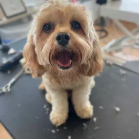 Bild von Hundefriseur Schlappohr München Schwabing