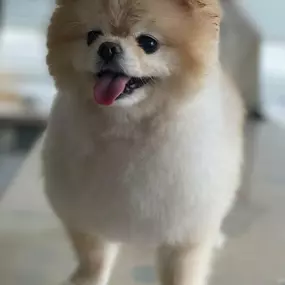 Bild von Hundefriseur Schlappohr München Schwabing