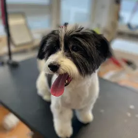 Bild von Hundefriseur Schlappohr München Schwabing