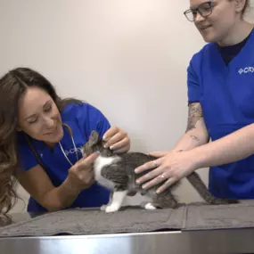 Dr. Summers and Associate examining pet