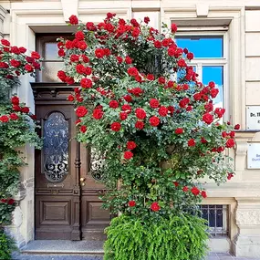 Bild von Rechtsanwalt Dr. Thomas Brändlein