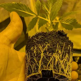 Bild von backyardgrowersshop