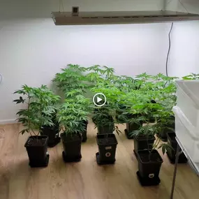 Bild von backyardgrowersshop