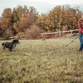 Martin Rütter Hundeschule Mainz / Bad Kreuznach Training mit Reizangel stärkt Impulskontrolle und Aufmerksamkeit. Das Bild zeigt Energie, Fokus und Teamarbeit zwischen Mensch und Hund.