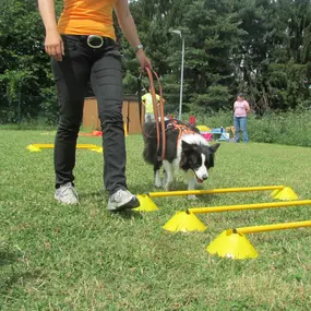 Martin Rütter Hundeschule Mainz / Bad Kreuznach zeigt Koordinationstraining für Hunde. Ziel ist es, Beweglichkeit, Körperbewusstsein und Konzentration zu fördern.
