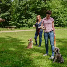 Martin Rütter Hundeschule Mainz / Bad Kreuznach zeigt eine Gruppentrainingssituation im Park. Mehrere Hunde und Halter üben Alltagssituationen unter Anleitung einer Trainerin.