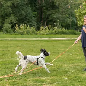 Martin Rütter Hundeschule Mainz / Bad Kreuznach zeigt ein Rückruftraining mit Schleppleine. Der Hund reagiert aufmerksam auf das Signal seiner Trainerin – ein wichtiger Bestandteil von Impulskontrolle und sicherem Freilauftraining.