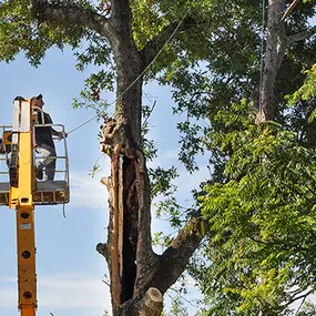 Bild von DTS Tree Service