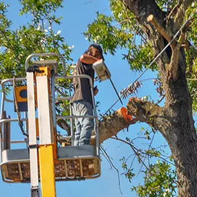 Bild von DTS Tree Service