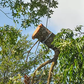 Bild von DTS Tree Service