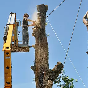 Bild von DTS Tree Service
