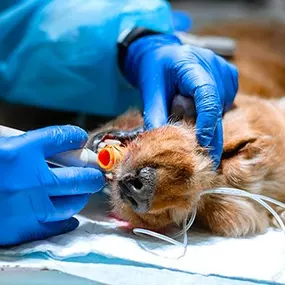 Bild von Cabinet vétérinaire Nathalie Rausis Fellay Sàrl