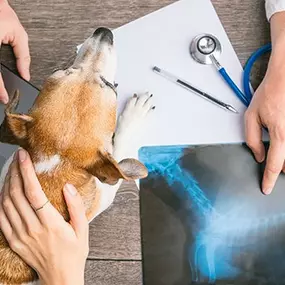 Bild von Cabinet vétérinaire Nathalie Rausis Fellay Sàrl