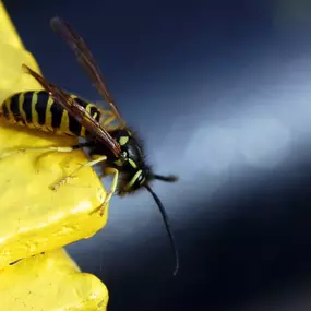 Bild von OMNI Pest Solutions