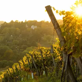 Bild von Ricarda Berg e.U.