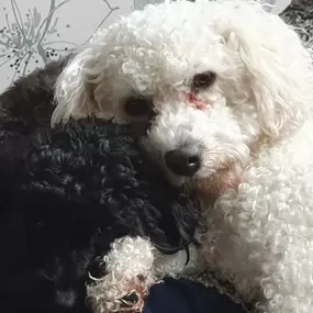 Bild von Dial A Handyman & Home Improvements