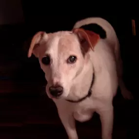 Bild von Tierarztpraxis Atzgersdorf - Dr. med. vet. Roland Gessky