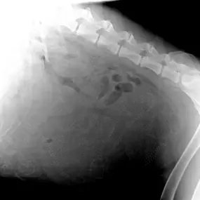 Bild von Tierarztpraxis Atzgersdorf - Dr. med. vet. Roland Gessky