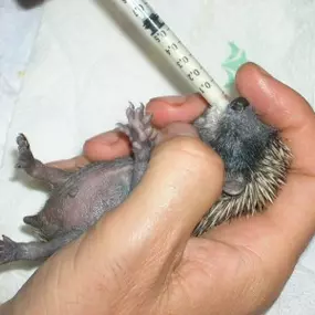 Bild von Tierarztpraxis Atzgersdorf - Dr. med. vet. Roland Gessky