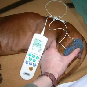 Bild von Tierarztpraxis Atzgersdorf - Dr. med. vet. Roland Gessky