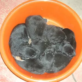 Bild von Tierarztpraxis Atzgersdorf - Dr. med. vet. Roland Gessky