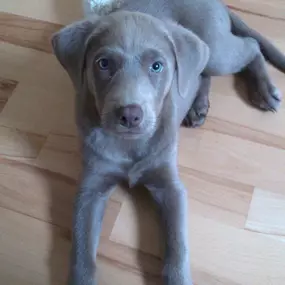 Bild von Tierarztpraxis Atzgersdorf - Dr. med. vet. Roland Gessky