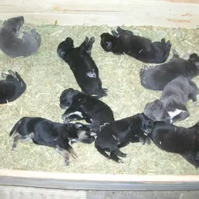 Bild von Tierarztpraxis Atzgersdorf - Dr. med. vet. Roland Gessky