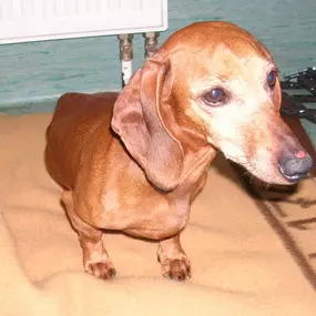 Bild von Tierarztpraxis Atzgersdorf - Dr. med. vet. Roland Gessky