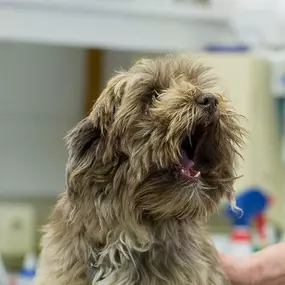 Bild von Tierarztpraxis Kuchl Mag Anna Maria Forstner