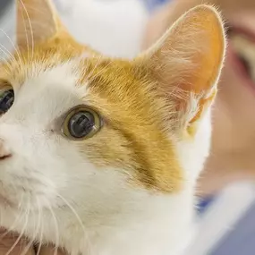 Bild von Tierarztpraxis Kuchl Mag Anna Maria Forstner