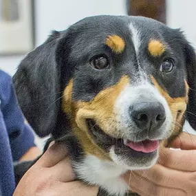 Bild von Tierarztpraxis Kuchl Mag Anna Maria Forstner