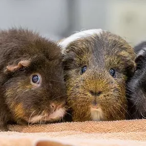 Bild von Tierarztpraxis Kuchl Mag Anna Maria Forstner