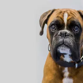 Bild von Tierarztpraxis Kuchl Mag Anna Maria Forstner