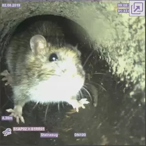 Bild von HM- Rohr u. Kanalsanierung GmbH