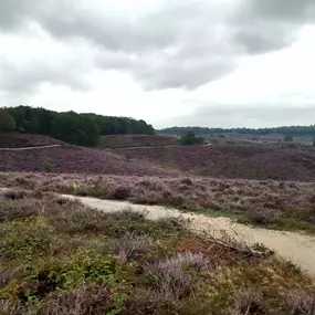 Bild von Wood for Thought