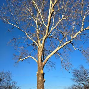 Bild von JJ Tree Co.