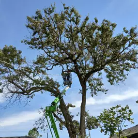 Bild von JJ Tree Co.