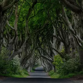 Eine schmale graue Asphaltstraße verläuft mittig durch das Bild und führt in die Tiefe. Links und rechts der Straße stehen hohe Baumstämme dicht beieinander. Die Stämme sind gebogen und verflechten sich oben, sodass sich über der Straße ein geschlossenes, dicht bewachsenes Laub-Dach bildet. Das Laub ist überwiegend grün und bildet eine natürliche Überdachung. Am Rand der Straße wachsen niedriges Gras und vereinzelt Sträucher. Die Perspektive erzeugt eine Tunnelwirkung: Die Straße verjüngt sich i