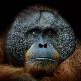 Ein großer, ernster Orang-Utan Affe steht im Bildvordergrund – sein kräftiger Körper und sein dichter, dunkler Pelz dominieren die Szene. Sein Blick ist direkt und intensiv, als würde er in die Ferne schauen oder etwas aufmerksam beobachten. Der Hintergrund ist relativ neutral und unscharf, sodass der Affe klar im Fokus steht. Durch das Licht werden seine Muskelkonturen und die Struktur seines Fells betont, was dem Bild eine kraftvolle, fast majestätische Ausstrahlung verleiht. Die Komposition w