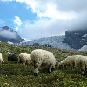 Bild von WollReich Haslital GmbH