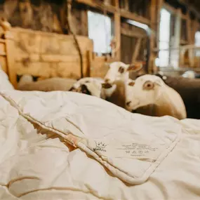 Bild von WollReich Haslital GmbH