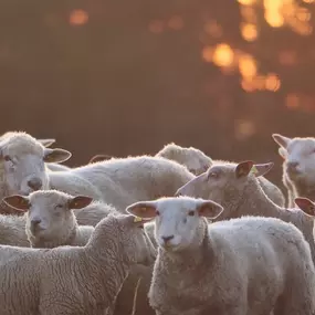 Bild von WollReich Haslital GmbH