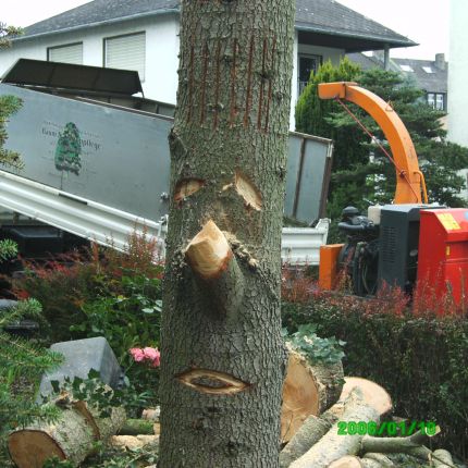 Logótipo de Baum- und Gartenpflege Kraus