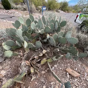 Bild von Responsible Pest & Scorpion Control