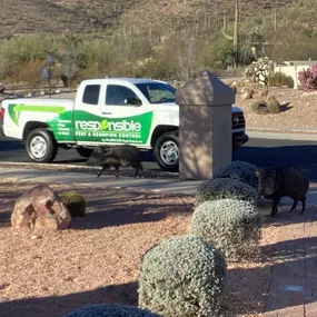 Bild von Responsible Pest & Scorpion Control