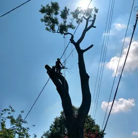 Bild von Taylor Expert Arborists - Tree Trimming and Tree Removal Services