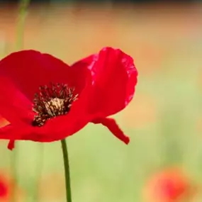 Bild von Learn to Shine Education | S21 Private Tutoring