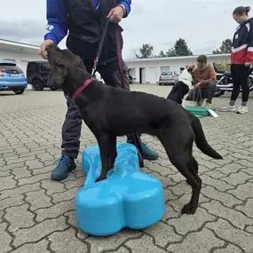 Bild von Hundephysiotherapie Rostock | Tierphysiotherapie Rostock